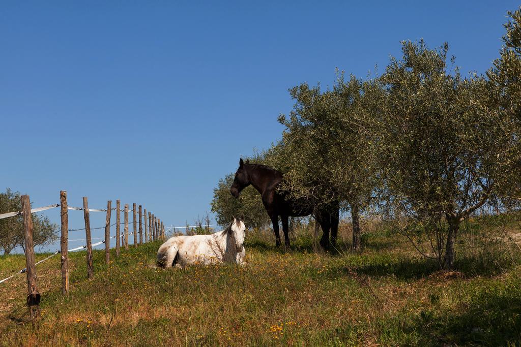 Agriturismo La Collina Pienza Exterior foto